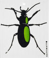 Beetle