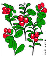 Lingonberries